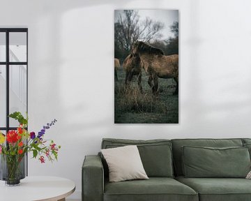 Wilde paarden in de blauwe kamer van AciPhotography