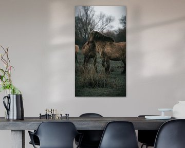 Wilde paarden in de blauwe kamer van AciPhotography
