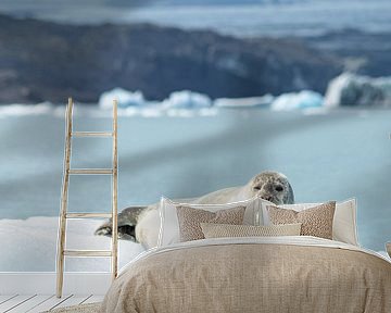 Robbe beim Chillen auf einem Eisberg in Island von Teun Janssen