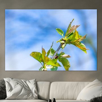 Groene gloeiende esdoornbladeren met wazige achtergrond