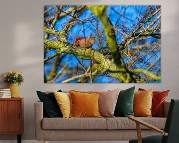 A squirrel runs over a branch in the treetop by Matthias Korn