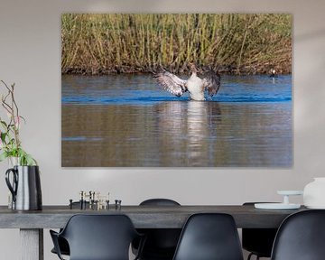 Graugans beeindruckt mit ihren Flügeln und schwimmt wie in einem Teich in Norddeutschland