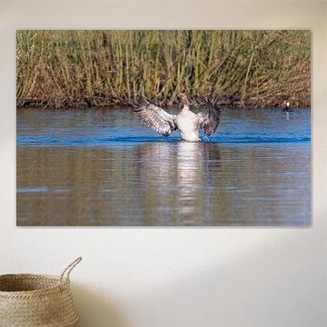 Grauwe gans maakt indruk met haar vleugels en zwemt als in een vijver in Noord-Duitsland