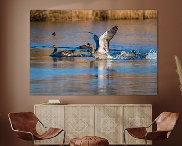 Graugans beeindruckt mit ihren Flügeln und schwimmt wie in einem Teich in Norddeutschland