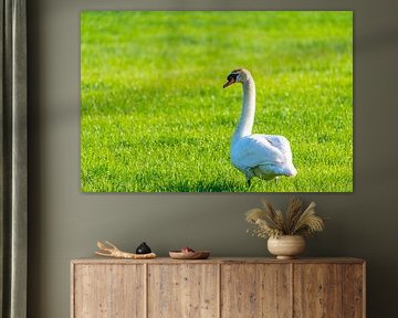 Eine Schwanenfamilie ruht auf einem gemähten Feld, die beiden Eltern kümmern sich um ihre Kleinen, d