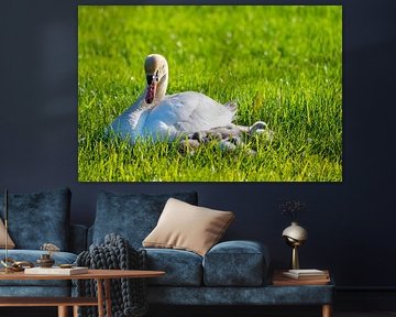 Eine Schwanenfamilie ruht auf einem gemähten Feld, die beiden Eltern kümmern sich um ihre Kleinen, d