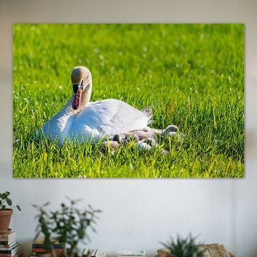 Een familie zwanen rust uit in een gemaaid veld, de twee ouders zorgen voor hun kleintjes, die zich 