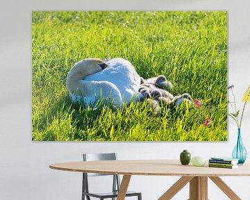 Een familie zwanen rust uit in een gemaaid veld, de twee ouders zorgen voor hun kleintjes, die zich 