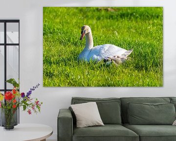 Een familie zwanen rust uit in een gemaaid veld, de twee ouders zorgen voor hun kleintjes, die zich 