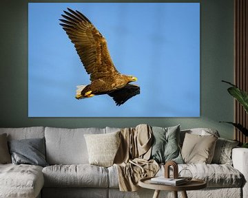 Seeadler auf der Jagd am Himmel