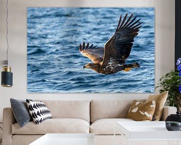 White-tailed eagle or sea eagle hunting in a fjord