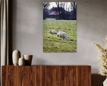 Weidende Schafe im Winter von Peter de Kievith Fotografie