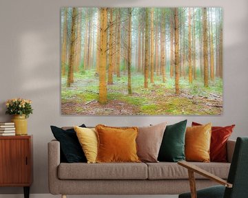 Winter pine tree forest during a cold winter day by Sjoerd van der Wal Photography