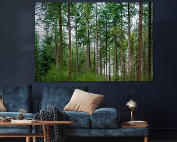 Upwards view in a pine tree forest by Sjoerd van der Wal Photography