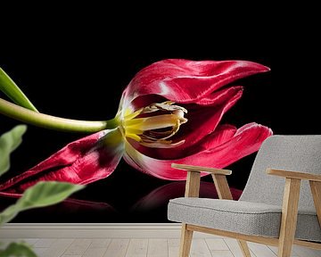 Lying red tulip with stamen and pistil, isolated with small reflection on a black background, love s by Maren Winter
