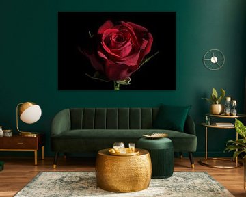 Dunkelrote Rosenblüte vor schwarzem Hintergrund mit Kopierraum, traditionelles Liebessymbol, ausgewä von Maren Winter