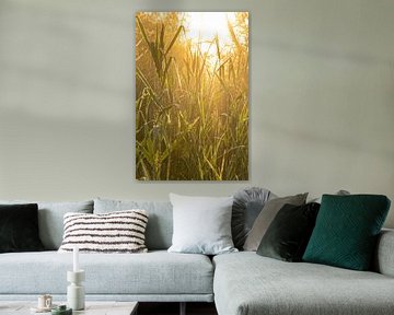 Glowing Reed by Koen Boelrijk Photography