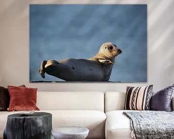 Seehund (Phoca vitulina) von Dirk Rüter