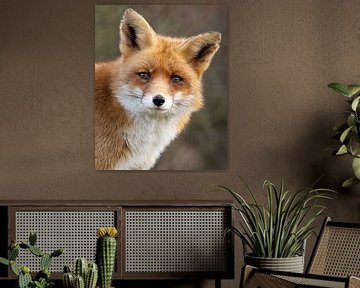 Close-up of a red fox by Patrick van Bakkum