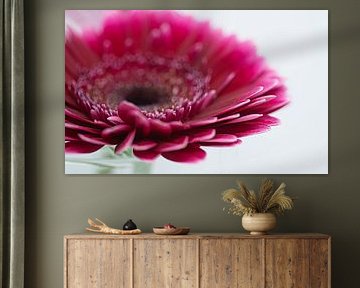 Gerbera