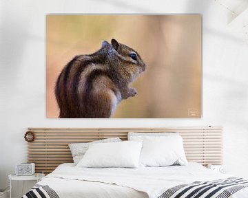 Eichhörnchen (3) von Photo Julleke