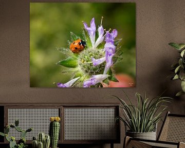 lieveheersbeestje op een bloem van Photo Julleke