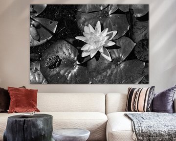 Frog on a lily pad with a white lily. by Christa Stroo photography