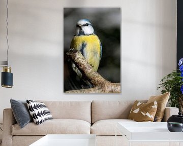 Mésange bleue
