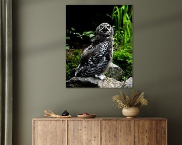 Snowy owl by Van Keppel Studios