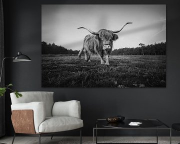 Schotse Hooglander in zwart/wit | Natuurfotografie in Nederland van Marijn Alons