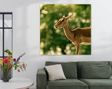 L'antilope Impala sur Van Keppel Studios