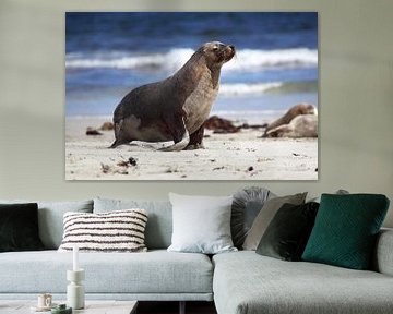 Australische zeeleeuw (Neophoca cinerea) van Dirk Rüter