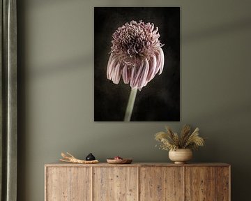 Welke Gerbera von Andreas Berheide Photography