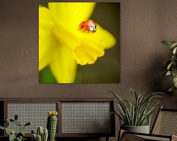 Macro of a ladybird on daffodil by Marloes van Pareren