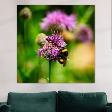 Macro of a bee on purple clover