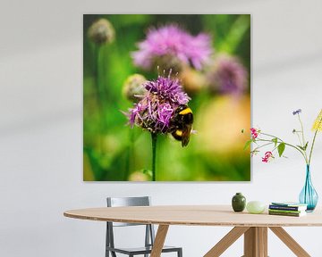 Makro einer Biene auf lila Klee von Marloes van Pareren