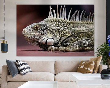 Leguan von Humphry Jacobs