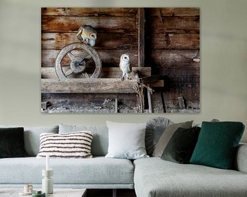 barn owl couple in old barn by Henk Bogaard