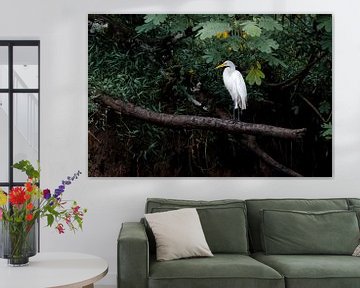 Great egret in the tropics by Henk Bogaard