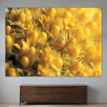 Macro van craspedia globosa bloem