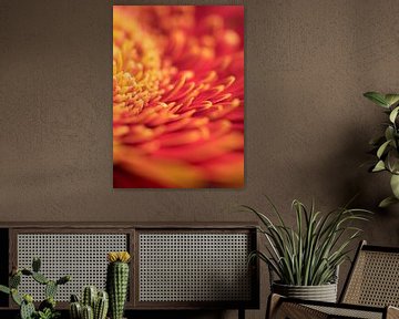Vurige macro van gerbera bloem van Van Keppel Studios