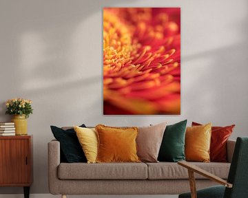 Fiery macro of gerbera flower by Van Keppel Studios