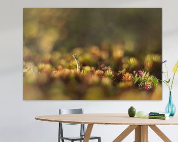 Becher mit Moos, umgeben von einem schönen Hintergrund von Susan van Etten