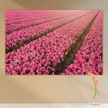 Endless field of tulips