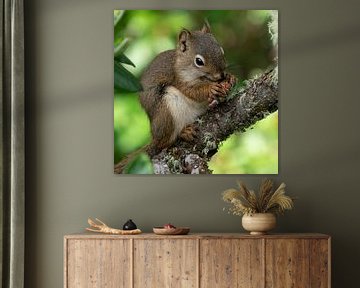 Red squirrel (Tamiasciurus hudsonicus), Banff National Park, Alberta, Canada by Alexander Ludwig