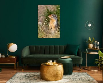 Ground squirrel (Urocitellus columbianus), Waterton Lakes National Park, Alberta, Canada by Alexander Ludwig