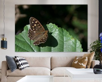 macro van een vlinder van ChrisWillemsen