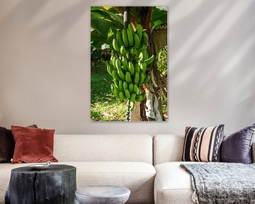 Bananen in Sarapiquí , het Tropisch regenwoud Selva Verde in Costa Rica van Mirjam Welleweerd