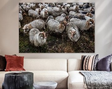 Schapen in Dwingelenderveld van Photobywim Willem Woudenberg