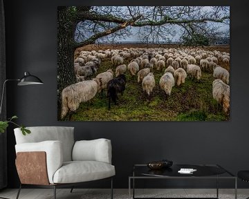 Sheep in the Dwingelenderveld by Photobywim Willem Woudenberg